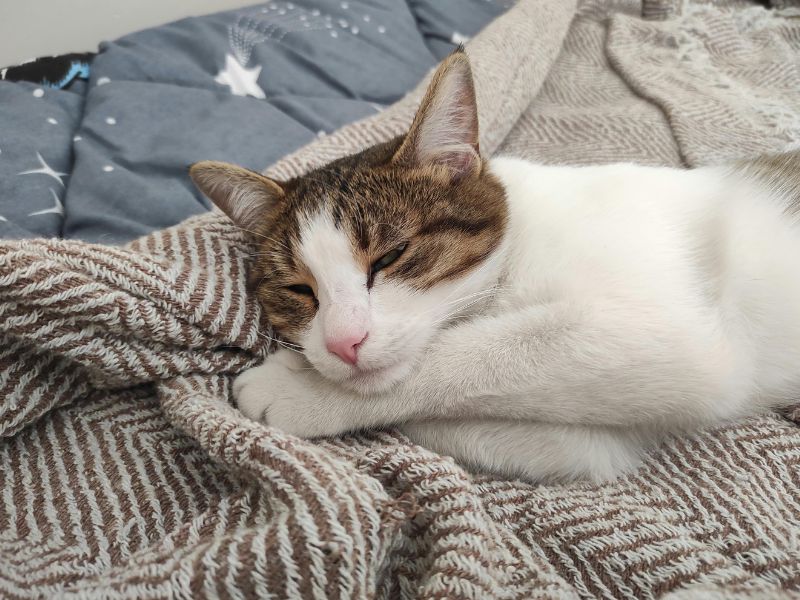 Relaxing cat on blanket.