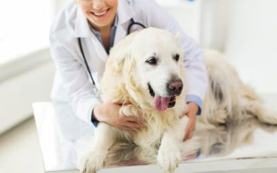 Importance of An Annual Pet Exam