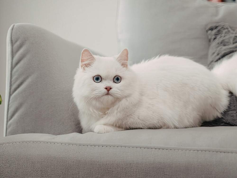 White cat sitting on a sofa White cat sitting on a sofa