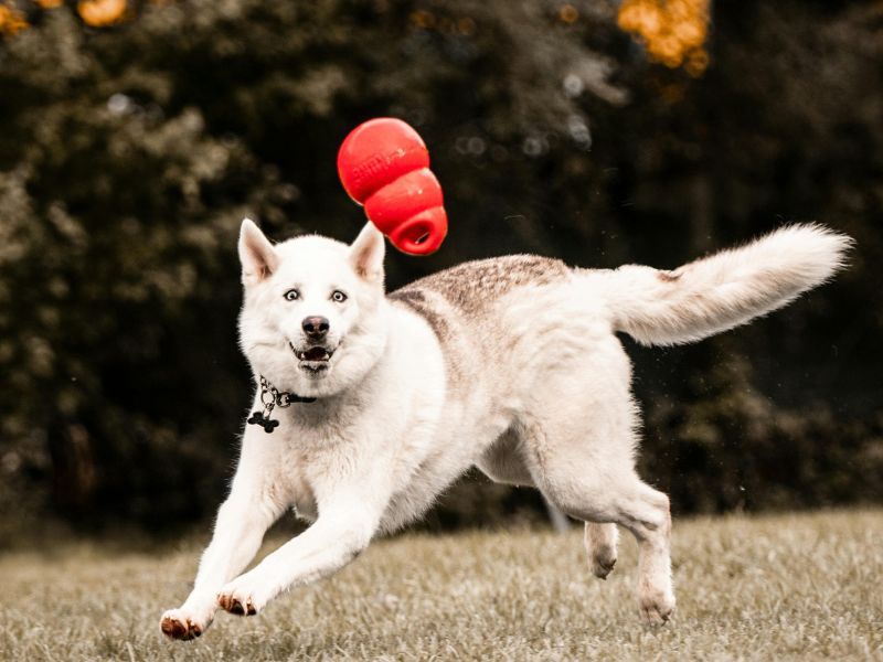 closeup of brown and white dog outdoors