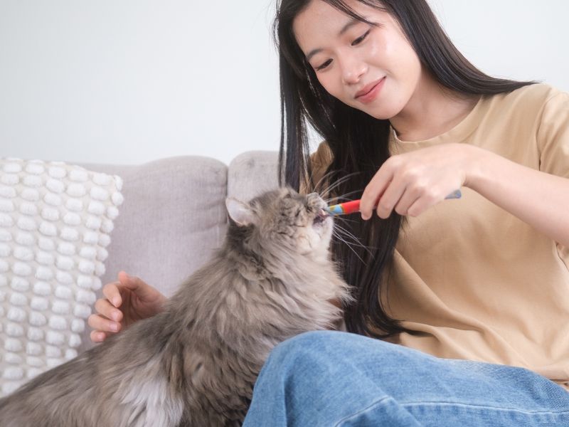 Woman brushing cat's teeth Woman brushing cat's teeth
