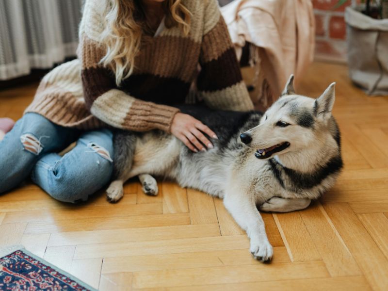 Woman petting a husky dog Woman petting a husky dog