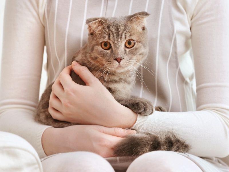 Dog being examined by veterinary staff closeup of brown and white dog outdoors