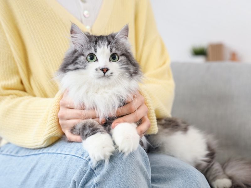 Dog being examined by veterinary staff closeup of brown and white dog outdoors