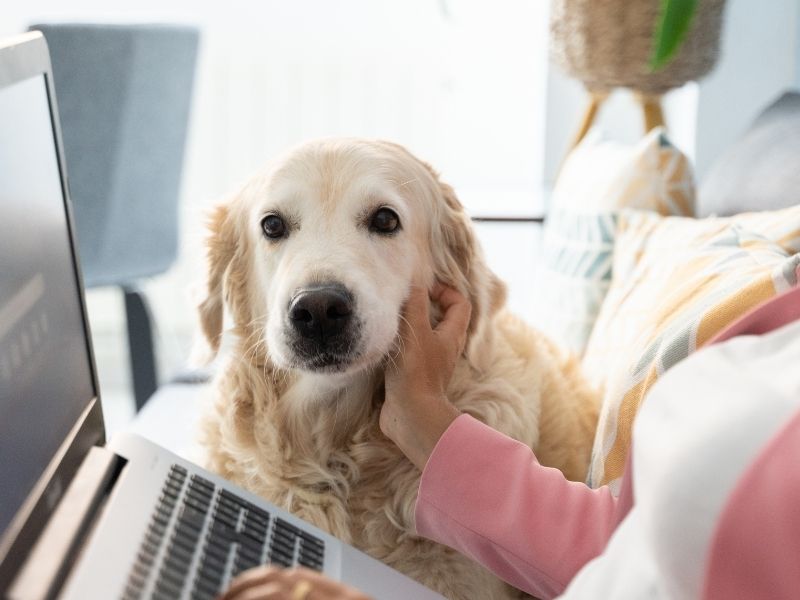 Golden Retriever, laptop, person petting Golden Retriever, laptop, person petting