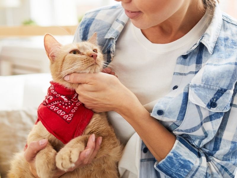 Petting orange cat red bandana Petting orange cat red bandana