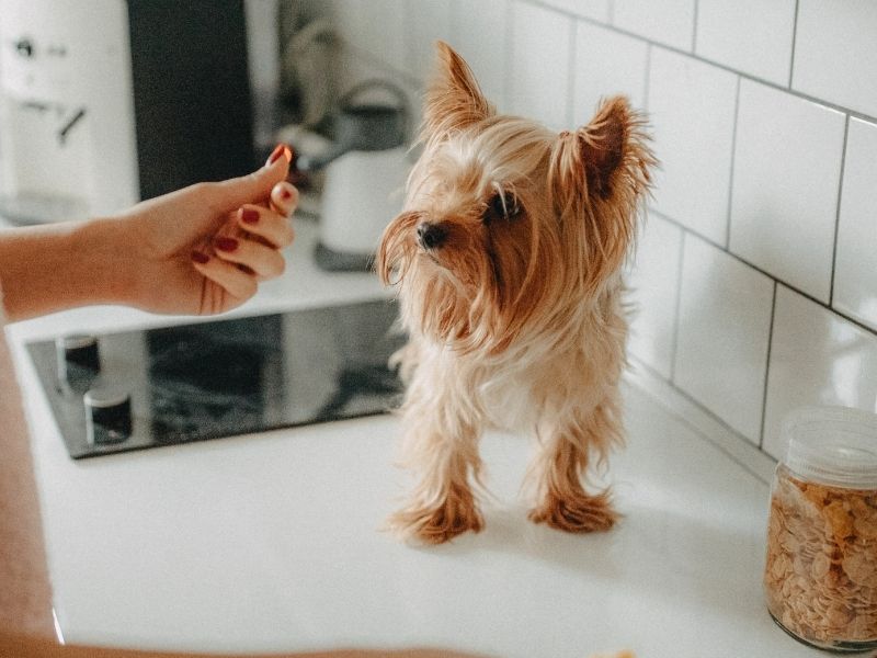 Yorkshire Terrier, human hand, countertop Yorkshire Terrier, human hand, countertop