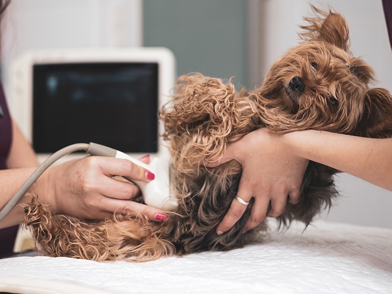 small brown dog getting ultrasound