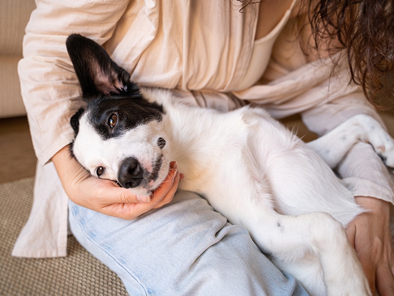 A relaxed black and white dog lies in a woman’s lap.