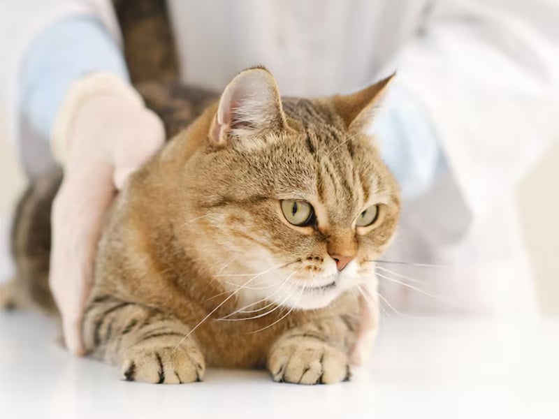 cat sitting on the table